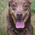 Pies do adopcji, Zielona Góra, 21 lipca 2022