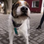 Pies do adopcji, Zielona Góra, 9 marca 2021