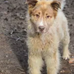Pies do adopcji, Zielona Góra, 11 sierpnia 2022