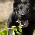 Pies do adopcji, Zielona Góra, 1 maja 2021