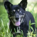 Pies do adopcji, Zielona Góra, 6 maja 2021