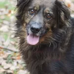 Pies do adopcji, Zielona Góra, 1 października 2022