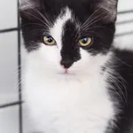 Kot do adopcji, Zielona Góra, 5 września 2022