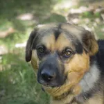 Pies do adopcji, Zielona Góra, 3 lipca 2022