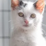 Kot do adopcji, Zielona Góra, 4 lipca 2022