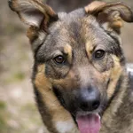 Pies do adopcji, Zielona Góra, 8 kwietnia 2021