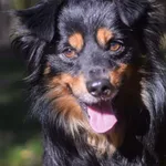 Pies do adopcji, Zielona Góra, 17 sierpnia 2022