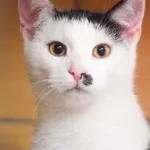 Kot do adopcji, Zielona Góra, 6 czerwca 2022