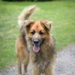 Pies do adopcji, Zielona Góra, 9 sierpnia 2021