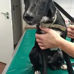 Pies do adopcji, Zielona Góra, 28 września 2022