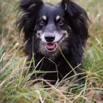 Pies do adopcji, Zielona Góra, 22 listopada 2021