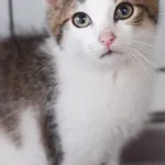 Kot do adopcji, Zielona Góra, 5 września 2022