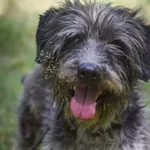 Pies do adopcji, Zielona Góra, 3 lipca 2022
