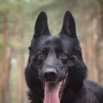 Pies do adopcji, Zielona Góra, 29 lipca 2022