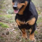 Pies do adopcji, Zielona Góra, 30 stycznia 2022