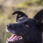 Pies do adopcji, Zielona Góra, 10 września 2021