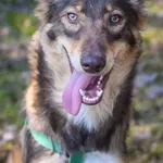 Pies do adopcji, Zielona Góra, 27 sierpnia 2022