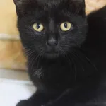 Kot do adopcji, Zielona Góra, 11 października 2022
