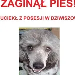 Zaginął pies, Dziwiszów, 11 listopada 2022