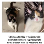 Zaginął kot, Rypin, 13 listopada 2022
