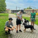 Pies do adopcji, Opole, 21 sierpnia 2022