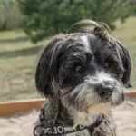 Pies do adopcji, Skałowo, 6 sierpnia 2021