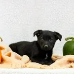 Pies do adopcji, Elbląg, 13 października 2022