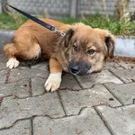 Pies do adopcji, Kielce, 21 września 2022