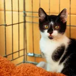Kot do adopcji, Elbląg, 29 czerwca 2022