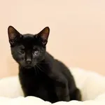 Kot do adopcji, Elbląg, 6 lipca 2022