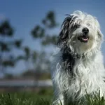 Pies do adopcji, Skałowo, 23 września 2021