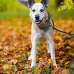Pies do adopcji, Elbląg, 8 października 2021