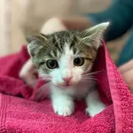 Kot do adopcji, Oświęcim, 21 sierpnia 2022
