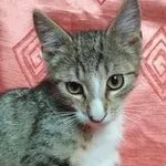Kot do adopcji, Kielce, 1 sierpnia 2022