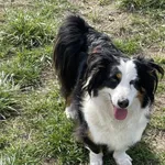 Pies do adopcji, Skałowo, 12 lipca 2018