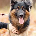 Pies do adopcji, Elbląg, 6 listopada 2022