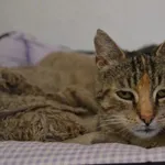 Kot do adopcji, Oświęcim, 5 sierpnia 2022