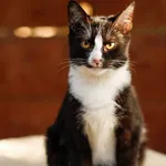 Kot do adopcji, Elbląg, 15 czerwca 2022