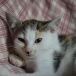 Kot do adopcji, Oświęcim, 2 października 2022