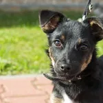 Pies do adopcji, Skałowo, 6 września 2022