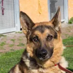 Pies do adopcji, Skałowo, 24 czerwca 2022