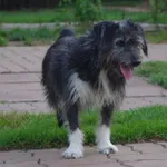 Pies do adopcji, Oświęcim, 12 lutego 2023