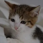 Kot do adopcji, Oświęcim, 4 września 2022