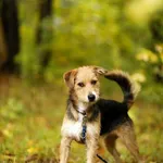 Pies do adopcji, Elbląg, 6 października 2019