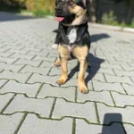 Pies do adopcji, Kielce, 22 września 2022