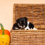 Pies do adopcji, Elbląg, 4 października 2022