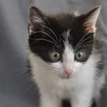 Kot do adopcji, Oświęcim, 6 listopada 2022