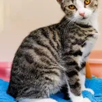 Kot do adopcji, Elbląg, 11 lipca 2022