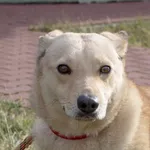Pies do adopcji, Skałowo, 14 lutego 2021