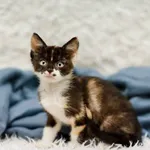 Kot do adopcji, Elbląg, 8 listopada 2022